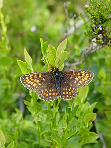 yellow and black butterfly thumbnail