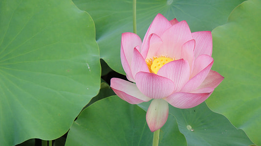 pink Lotus flower thumbnail