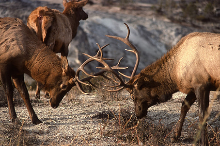 two brown bucks thumbnail