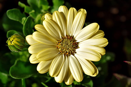 close up photography of yellow Gerbera flower thumbnail