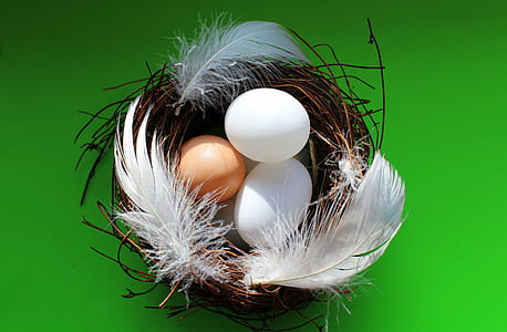 poultry eggs in nest thumbnail