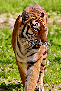 adult tiger walking on green grass field thumbnail