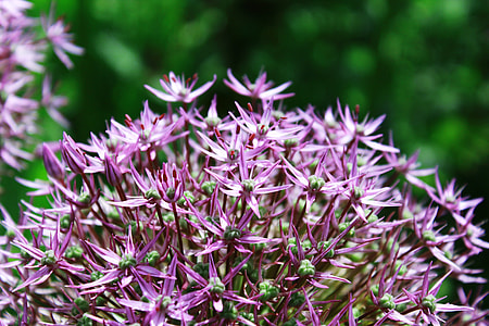Ornamental Onion, Ball Flower thumbnail