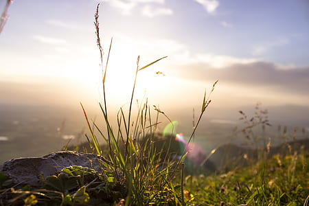 green leaf plants during sunrise thumbnail