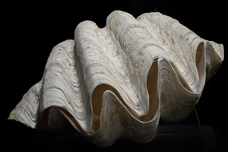 close up photo of giant clam thumbnail