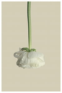 closeup photo of white rose thumbnail