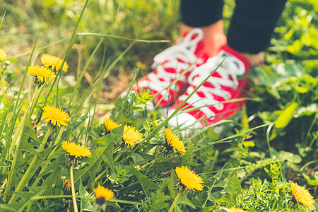 Red Happy Shoes in Grass and Dandelions thumbnail