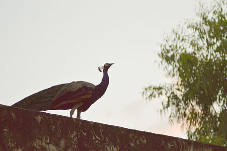 Peacock on Concrete Surface thumbnail