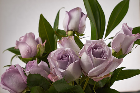 bouquet of purple roses thumbnail