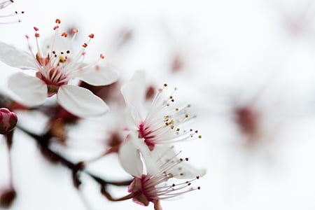selective focus photography of white-and-red petaled flowers thumbnail