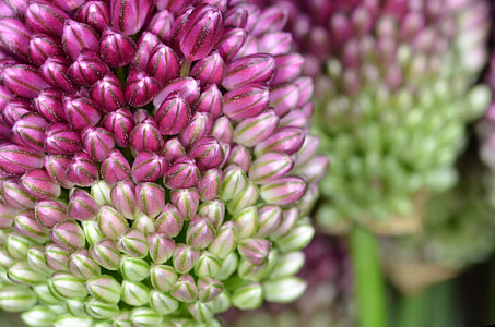 Allium, Ornamental Onion thumbnail