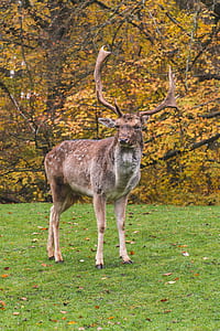 brown deer thumbnail