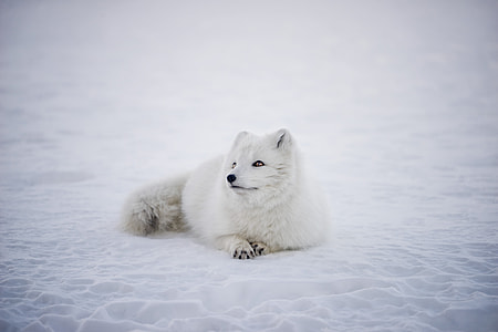 white and gray animal lying on white snow at daytime thumbnail