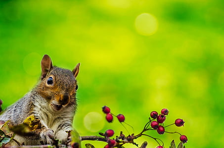shallow focus photo of squirell thumbnail
