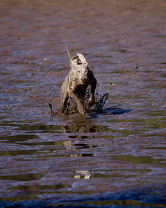 gray dog running on mud thumbnail