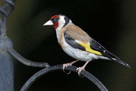 multicolored bird on metal rod thumbnail