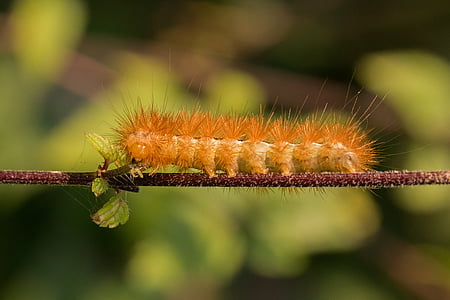 orange moth caterpillar on brown tree branch thumbnail