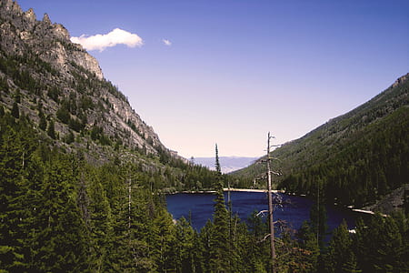 field of tall trees during daytime thumbnail