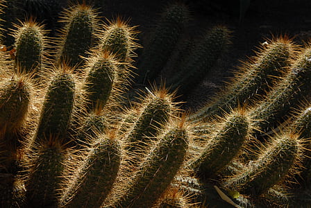 close-up photography of green cactus thumbnail