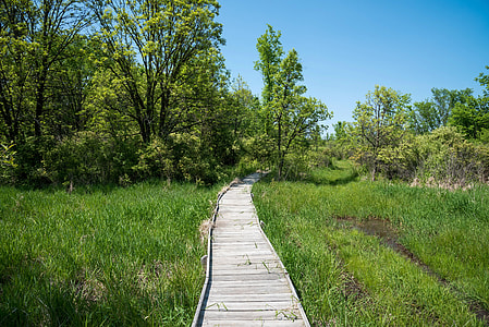 Boardwalk on the trail thumbnail