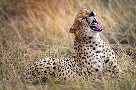 close up photography of leopard on grass field thumbnail