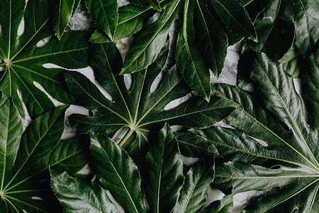 Aralia Leaves thumbnail