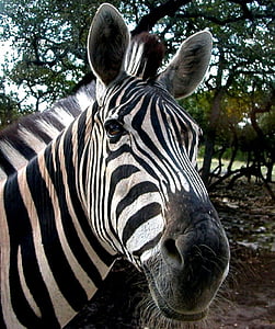 zebra near green tree thumbnail