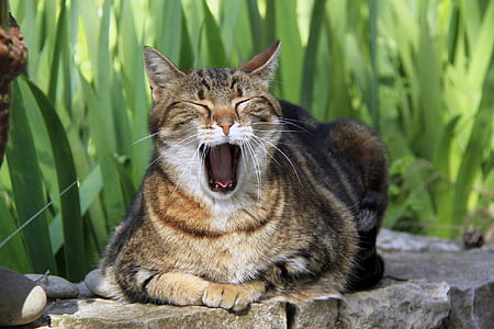 brown Tabby cat sitting on stone thumbnail
