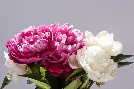 white and pink flowers with leaf thumbnail
