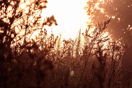 silhouette of plants with sun rays at golden hour thumbnail