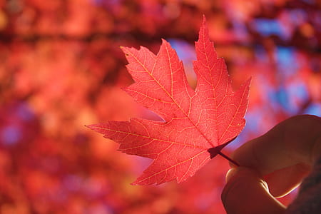 red maple leaf thumbnail