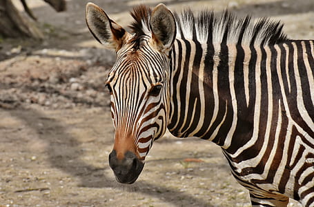 white and black zebra ahead thumbnail