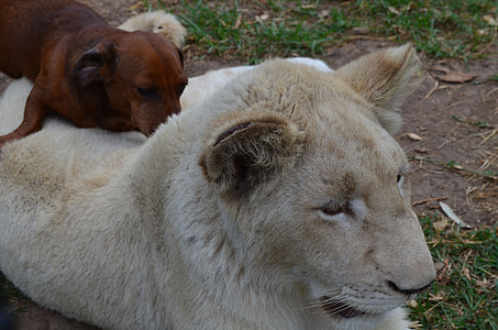 brown lioness and tan dachshund puppy thumbnail