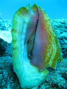 brown and white conch shell underwater thumbnail