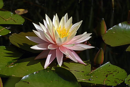 pink and white waterlily flower with green lily pads thumbnail