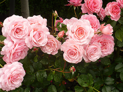 closeup photo of pink petaled flowers thumbnail