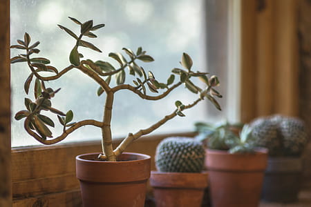 selective focus photography of green leaf plant in brown clay pot thumbnail