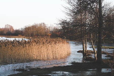 body of water near bare tree during daytime thumbnail