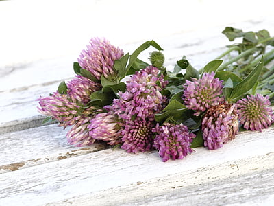 pink clover flowers on white wooden surface closeup photography thumbnail