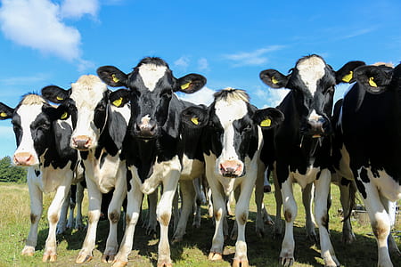 white-and-black cows under blue sky thumbnail