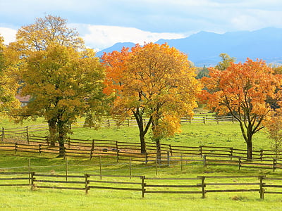 landscape photo of green pasture with threes and wooden fence thumbnail