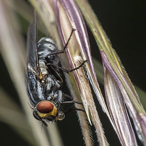 black horsefly on green leaf thumbnail