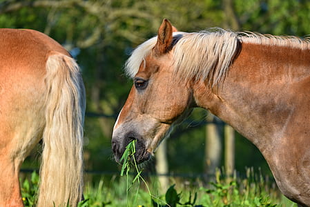 closeup photo of brown horse eating grass thumbnail