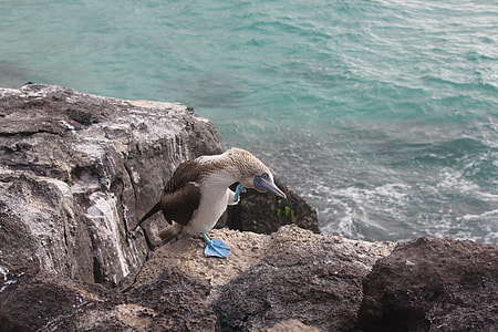 Blue-Footed Booby, Sula Nebouxii thumbnail
