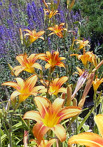 Orange Daylily Flowers in Bloom thumbnail