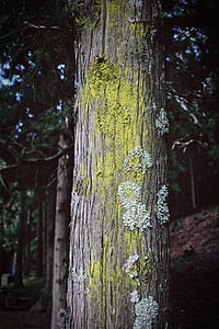 brown tree trunk with yellow paint thumbnail