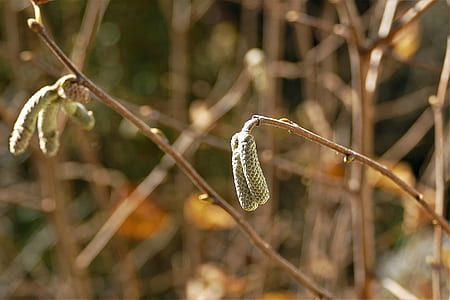 green flower buds in selective focus photography thumbnail
