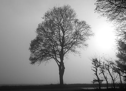 grayscale photo of trees thumbnail