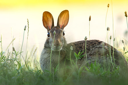 grey hare over green grasses thumbnail