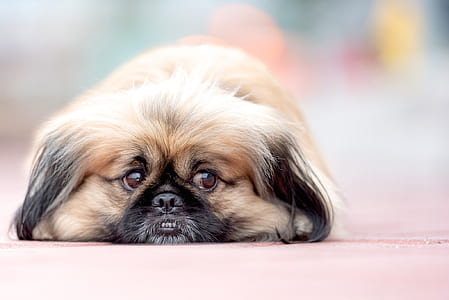 small long-coated brown and black puppy thumbnail